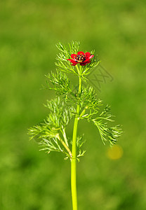 Pheasant 眼睛野鸡火焰草本植物红色植物群火烈鸟荒野植物图片