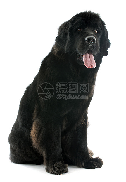 纽芬兰狗黑色动物宠物工作室犬类图片