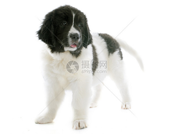 陆地寻猎小狗白色宠物地主工作室犬类黑色动物图片