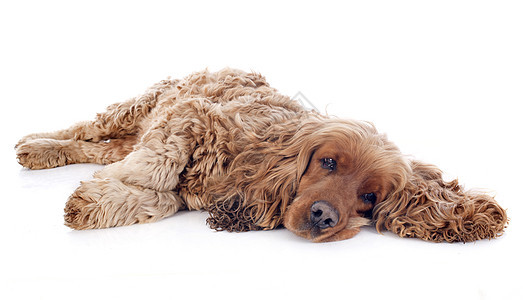 英语斗鸡猎犬睡眠白色犬类动物女性宠物工作室棕色图片