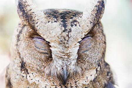 一只猫头鹰的尾巴眼睛捕食者环境羽毛野生动物鸟类动物园背景图片