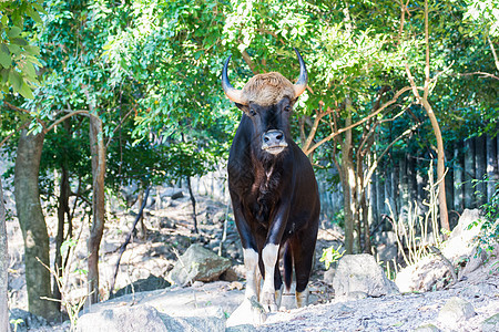 黑野牛喇叭野牛公园丛林地面动物园野生动物肌肉荒野热带图片