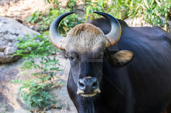 黑野牛水牛公园乌合之众荒野奶牛动物群动物园地面生物肌肉图片
