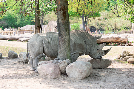 动物园水平上的犀牛图片