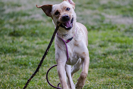 一只棕色拉布拉多犬在草丛中嘴里叼着一根棍子奔跑巧克力哺乳动物宠物家畜猎犬动物鼻子犬类实验室忠诚图片