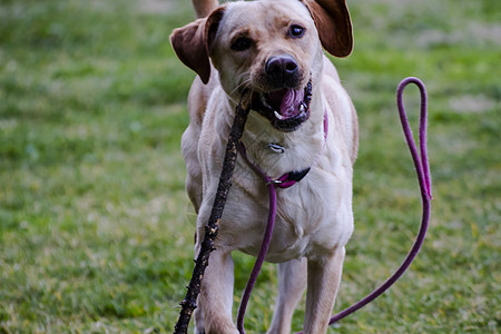 一只棕色拉布拉多犬在草丛中嘴里叼着一根棍子奔跑训练血统工作室实验室哺乳动物快乐家庭舌头毛皮幸福图片