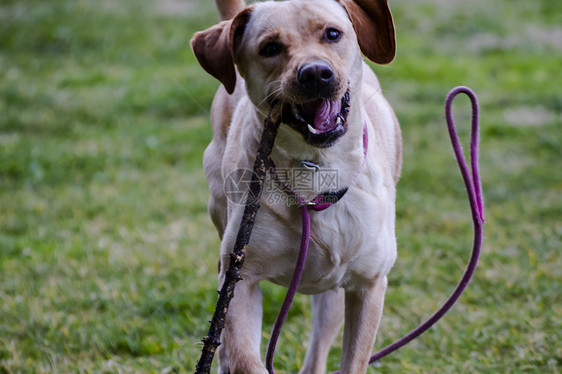 一只棕色拉布拉多犬在草丛中嘴里叼着一根棍子奔跑训练血统工作室实验室哺乳动物快乐家庭舌头毛皮幸福图片