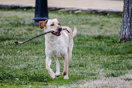 一只棕色拉布拉多犬在草丛中嘴里叼着一根棍子奔跑小狗哺乳动物犬类实验室巧克力动物家畜忠诚鼻子宠物图片