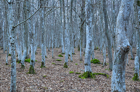 童话森林树干季节风景苔藓林地落叶季节性树叶树木荒野图片