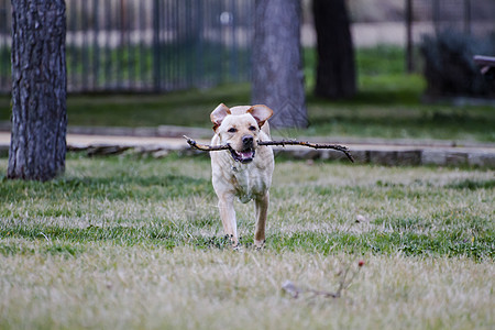 一只棕色拉布拉多犬在草丛中嘴里叼着一根棍子奔跑猎犬小狗宠物实验室鼻子家畜忠诚动物哺乳动物巧克力图片