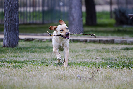 一只棕色拉布拉多犬在草丛中嘴里叼着一根棍子奔跑鼻子动物猎犬小狗巧克力哺乳动物忠诚家畜宠物犬类图片