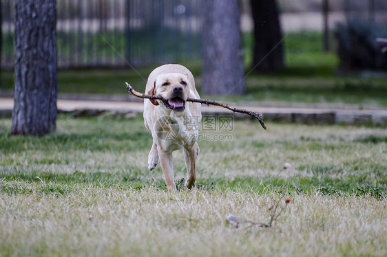 一只棕色拉布拉多犬在草丛中嘴里叼着一根棍子奔跑巧克力家畜小狗忠诚实验室猎犬哺乳动物犬类鼻子动物图片