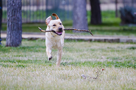 一只棕色拉布拉多犬在草丛中嘴里叼着一根棍子奔跑动物巧克力犬类猎犬小狗鼻子宠物家畜哺乳动物实验室图片