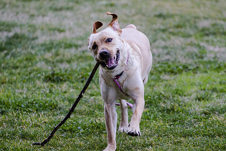 一只棕色拉布拉多犬在草丛中嘴里叼着一根棍子奔跑哺乳动物巧克力动物宠物实验室鼻子犬类家畜猎犬忠诚图片