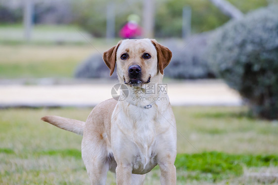 草原上的棕色拉布拉多宠物哺乳动物巧克力家畜忠诚动物猎犬小狗犬类鼻子图片