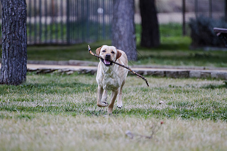 一只棕色拉布拉多犬在草丛中嘴里叼着一根棍子奔跑头发工作室快乐家庭宠物毛皮小狗幸福成人哺乳动物图片