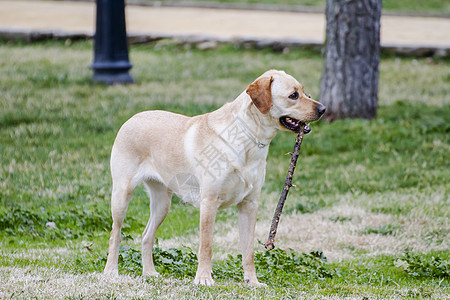 一只棕色拉布拉多犬在草丛中嘴里叼着一根棍子奔跑猎犬动物小狗宠物家畜实验室犬类巧克力忠诚哺乳动物图片