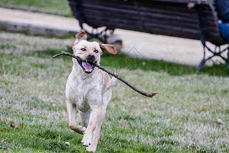 一只棕色拉布拉多犬在草丛中嘴里叼着一根棍子奔跑猎犬小狗犬类哺乳动物家畜忠诚宠物动物实验室巧克力图片