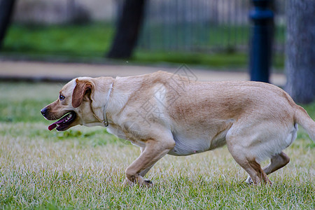 草原上的棕色拉布拉多小狗忠诚巧克力犬类宠物实验室鼻子猎犬家畜动物图片