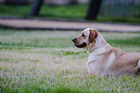 草原上的棕色拉布拉多鼻子猎犬小狗实验室巧克力忠诚动物家畜宠物犬类图片