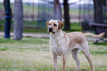 草原上的棕色拉布拉多忠诚宠物猎犬鼻子小狗家畜动物犬类哺乳动物实验室图片