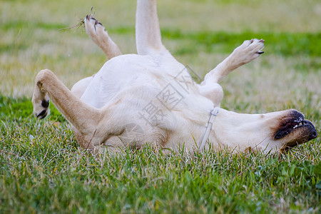 草原上的棕色拉布拉多实验室训练舌头快乐小狗宠物犬类家庭猎犬动物图片
