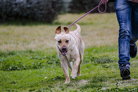 和一个男孩在草地上奔跑动物忠诚宠物鼻子小狗巧克力犬类猎犬家畜哺乳动物图片