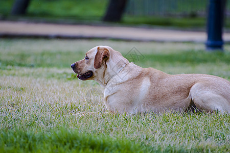 草原上的棕色拉布拉多忠诚小狗猎犬家畜宠物鼻子巧克力动物实验室犬类图片