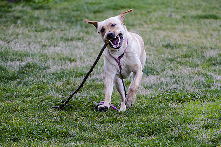 一只棕色拉布拉多犬在草丛中嘴里叼着一根棍子奔跑实验室宠物巧克力鼻子家畜犬类猎犬忠诚小狗哺乳动物图片