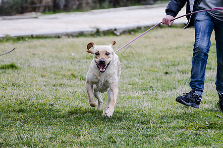一个棕色的拉布拉多人 和一个男孩在草原上奔跑巧克力实验室宠物动物家畜哺乳动物忠诚犬类小狗鼻子图片