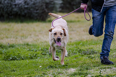 Pet A 棕色拉布拉多人与一个男孩在草原上奔跑宠物实验室忠诚家畜猎犬鼻子小狗犬类巧克力哺乳动物图片