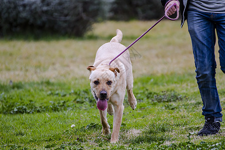 和一个男孩在草地上奔跑巧克力忠诚猎犬动物实验室鼻子犬类小狗家畜哺乳动物图片