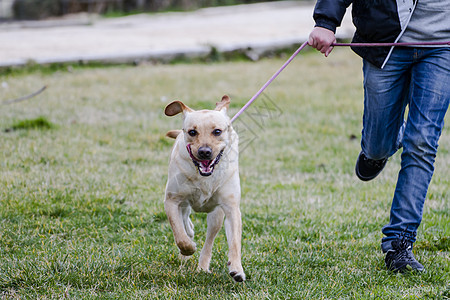 Pet A 棕色拉布拉多人与一个男孩在草原上奔跑实验室忠诚犬类动物鼻子小狗巧克力家畜宠物哺乳动物图片