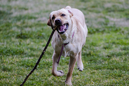 一只棕色拉布拉多犬在草丛中嘴里叼着一根棍子奔跑猎犬实验室小狗宠物哺乳动物巧克力鼻子忠诚动物家畜图片