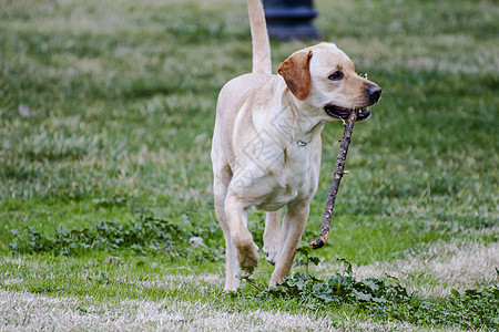 一只棕色拉布拉多犬在草丛中嘴里叼着一根棍子奔跑实验室鼻子小狗家畜动物宠物犬类猎犬哺乳动物忠诚图片