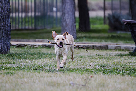 一只棕色拉布拉多犬在草丛中嘴里叼着一根棍子奔跑小狗成人犬类宠物动物训练实验室猎犬血统舌头图片
