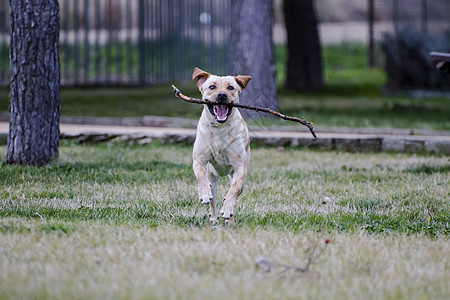 一只棕色拉布拉多犬在草丛中嘴里叼着一根棍子奔跑猎犬小狗家畜忠诚实验室动物哺乳动物鼻子宠物犬类图片