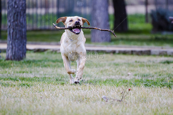 一只棕色拉布拉多犬在草丛中嘴里叼着一根棍子奔跑工作室朋友血统头发犬类动物实验室训练猎犬哺乳动物图片