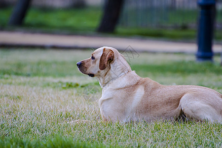 草原上的棕色拉布拉多犬类宠物巧克力实验室动物猎犬哺乳动物小狗忠诚鼻子图片