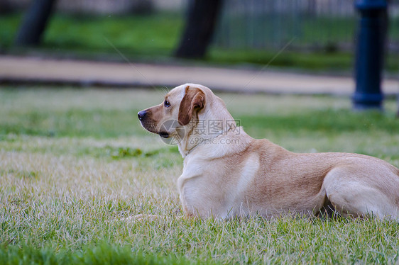 草原上的棕色拉布拉多犬类宠物巧克力实验室动物猎犬哺乳动物小狗忠诚鼻子图片