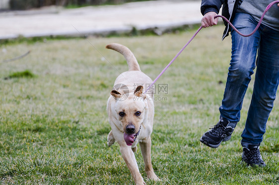 和一个男孩在草地上奔跑家畜鼻子巧克力宠物动物小狗忠诚哺乳动物猎犬犬类图片