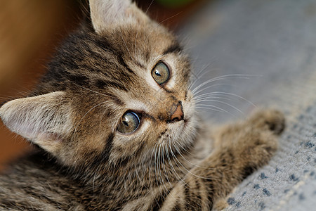 塔比小猫毛皮头发眼睛婴儿宠物捕食者猫咪猫科虎斑荒野图片