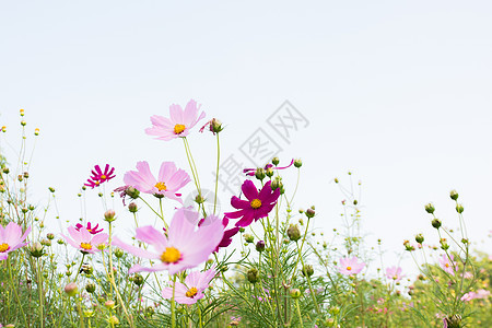 粉红花花植物粉色蓝色绿色白色点燃宏观阳光天空美丽图片