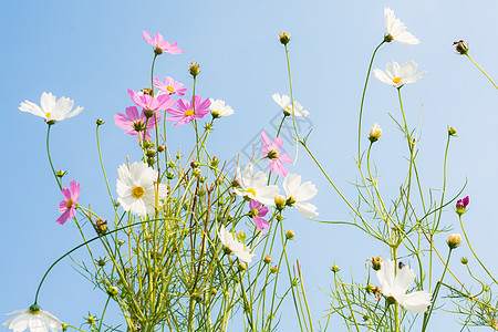 粉红花和白花白色天空植物粉色蓝色绿色阳光点燃美丽生长图片