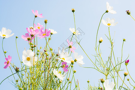 粉红花和白花绿色白色花瓣美丽阳光天空粉色宏观蓝色点燃图片