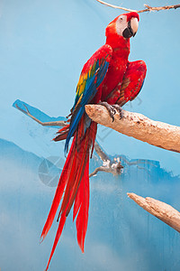 阿拉鹦鹉翅膀情调绿色异国野生动物黄色动物羽毛动物园金刚鹦鹉图片