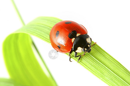 草地上的虫植物黑色红色白色绿色漏洞甲虫瓢虫昆虫图片