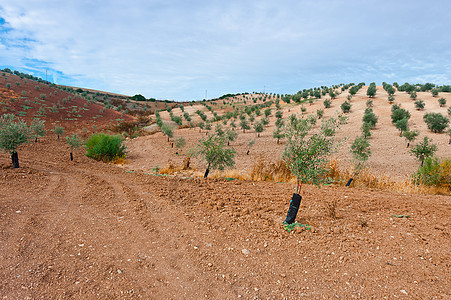 橄榄绿树林农田农村国家阴影岩石天空生态粮食危险峡谷图片