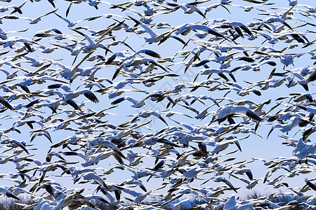 解除数以百计的雪地鹅起飞飞行瓦辛顿图片