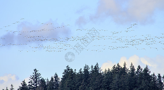 成百上千的雪雁飞过蓝天绿华盛顿图片